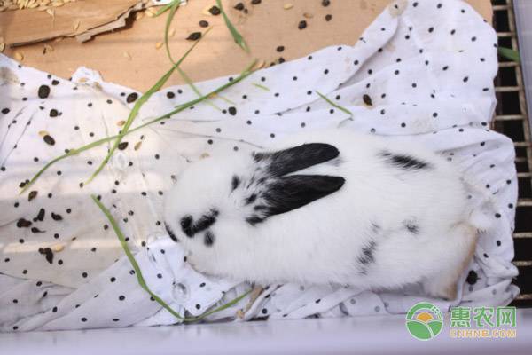 不到两个月的熊猫兔怎么养？熊猫兔饲养方法技术-图片版权归惠农网所有