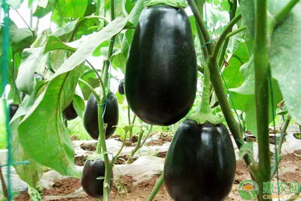 大棚茄子部分变白，是什么原因？要如何防治？-图片版权归惠农网所有