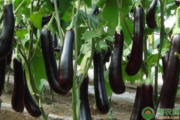 大棚茄子部分变白，是什么原因？要如何防治？-图片版权归惠农网所有