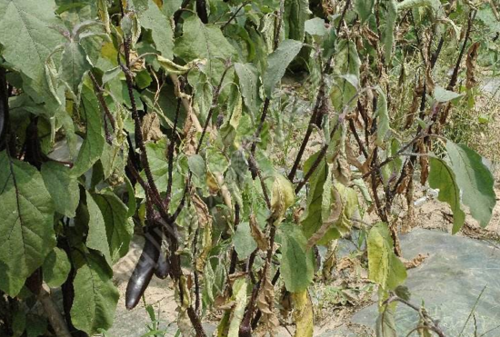 大棚茄子黄萎病的防治-图片版权归惠农网所有