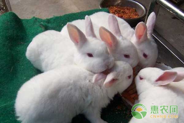 兔瘟有啥症状？如何防治兔瘟？-图片版权归惠农网所有