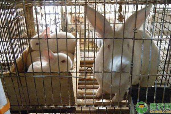 兔传染性鼻炎的症状及综合防治方法-图片版权归惠农网所有