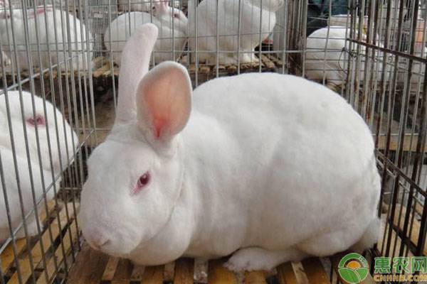 兔传染性鼻炎的症状及综合防治方法-图片版权归惠农网所有
