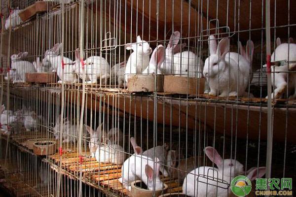 兔传染性鼻炎的症状及综合防治方法-图片版权归惠农网所有