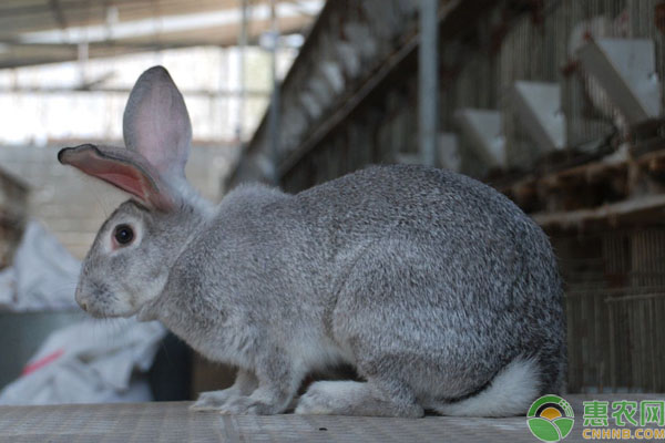 兔子腹泻喂什么药？-图片版权归惠农网所有