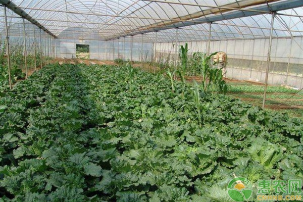 冬季棚室蔬菜施肥有讲究-图片版权归惠农网所有