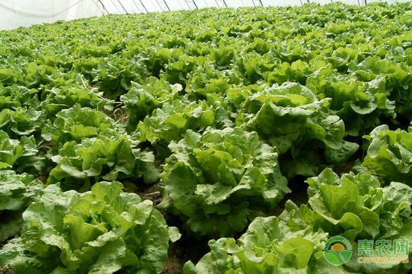 冬季棚室蔬菜的补光技巧及注意事项-图片版权归惠农网所有