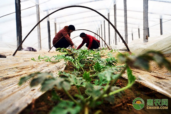 冬季棚室蔬菜的补光技巧及注意事项-图片版权归惠农网所有