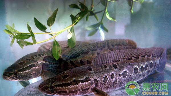 黑鱼怎么养？黑鱼养殖技术-图片版权归惠农网所有