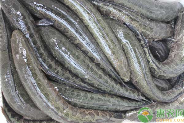 黑鱼怎么养？黑鱼养殖技术-图片版权归惠农网所有