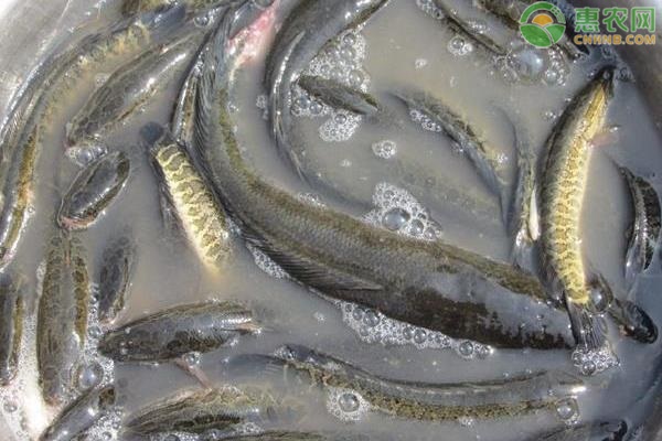养黑鱼的正确方法-图片版权归惠农网所有