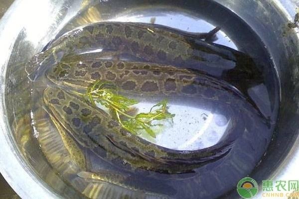 养黑鱼的正确方法-图片版权归惠农网所有