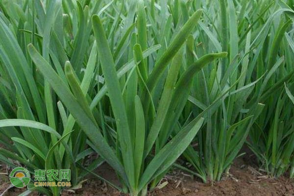 韭菜倒伏防治方法-图片版权归惠农网所有