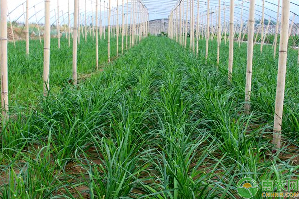 韭菜什么时候种植？韭菜栽培实用技术要点-图片版权归惠农网所有