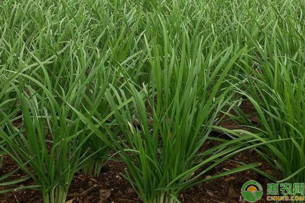 韭菜什么时候种植？韭菜栽培实用技术要点-图片版权归惠农网所有