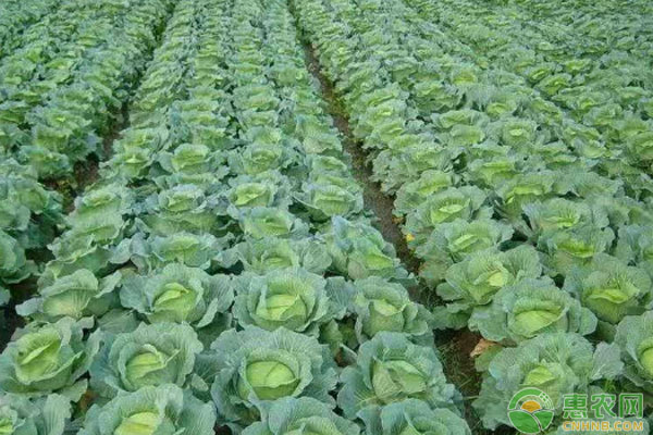 春甘蓝什么时候育苗？-图片版权归惠农网所有