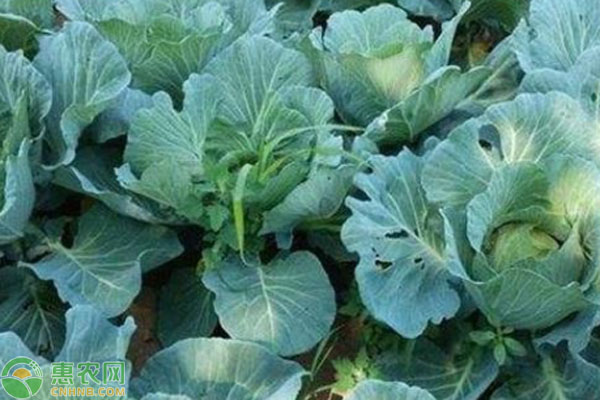 春甘蓝什么时候育苗？-图片版权归惠农网所有