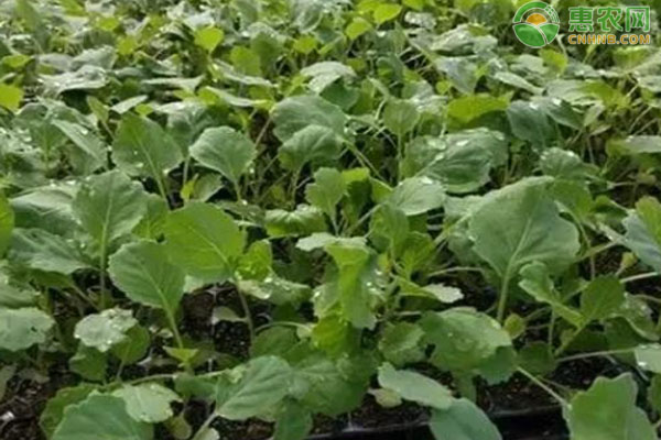 春甘蓝什么时候育苗？-图片版权归惠农网所有