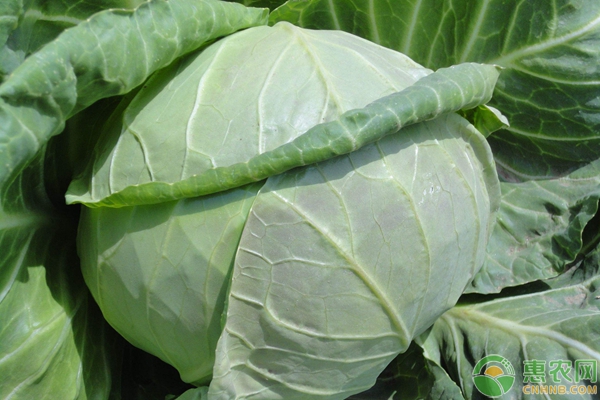 种植课堂：春甘蓝育苗方法-图片版权归惠农网所有