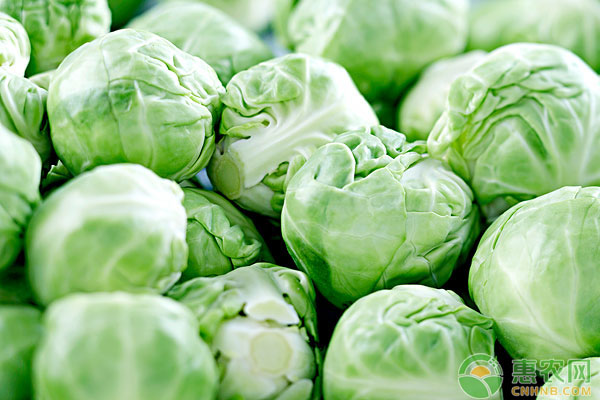 种植课堂：春甘蓝育苗方法-图片版权归惠农网所有