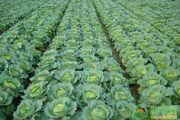 种植课堂：春甘蓝育苗方法-图片版权归惠农网所有