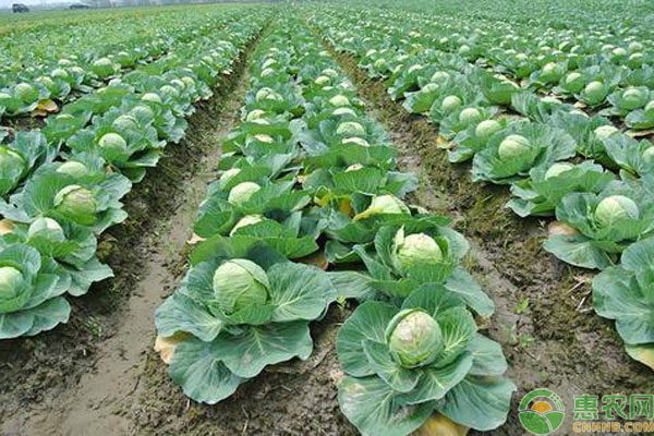 露地春茬甘蓝高产管理-图片版权归惠农网所有