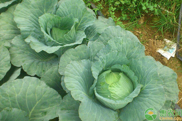露地春茬甘蓝高产管理-图片版权归惠农网所有