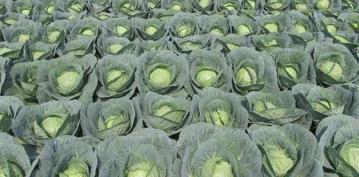 春甘蓝拱棚早熟高产栽培技术-图片版权归惠农网所有