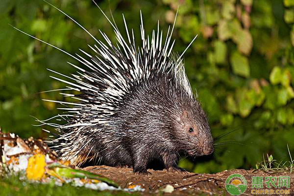 特种养殖豪猪赚钱吗？豪猪养殖前景分析-图片版权归惠农网所有