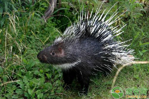 特种养殖豪猪赚钱吗？豪猪养殖前景分析-图片版权归惠农网所有