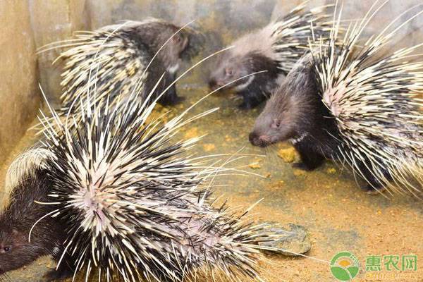豪猪养殖日常管理要点-图片版权归惠农网所有
