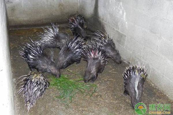 豪猪养殖日常管理要点-图片版权归惠农网所有