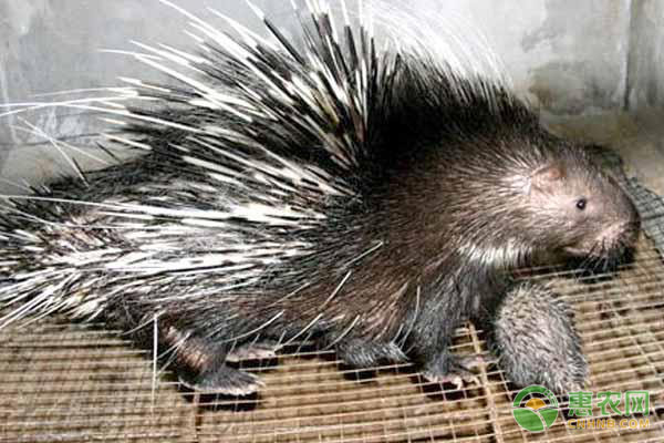 豪猪的养殖技术及管理要点-图片版权归惠农网所有