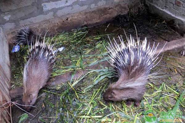 豪猪的养殖技术及管理要点-图片版权归惠农网所有