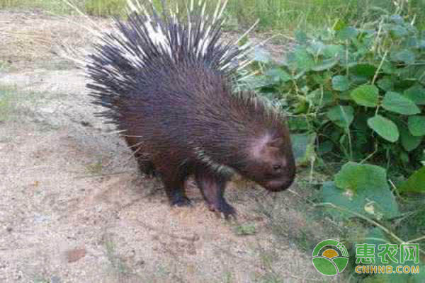 豪猪养殖技术-图片版权归惠农网所有