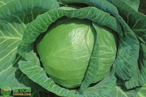包菜病毒防治的方法,包菜常见病虫害有哪些?-图片版权归惠农网所有