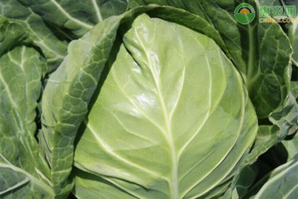 包菜病毒防治的方法,包菜常见病虫害有哪些?-图片版权归惠农网所有