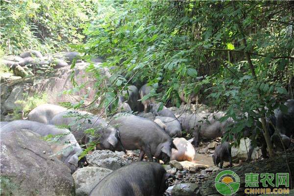 黑猪养殖方法介绍，常见的黑猪品种有哪些？-图片版权归惠农网所有