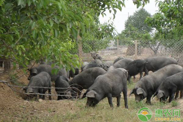 黑猪养殖技术及注意事项-图片版权归惠农网所有