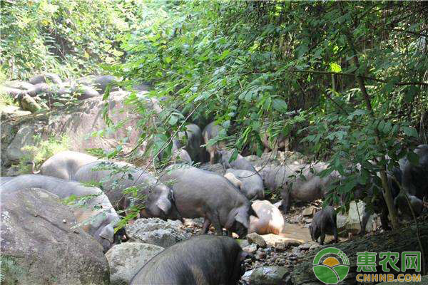 黑猪养殖技术及注意事项-图片版权归惠农网所有