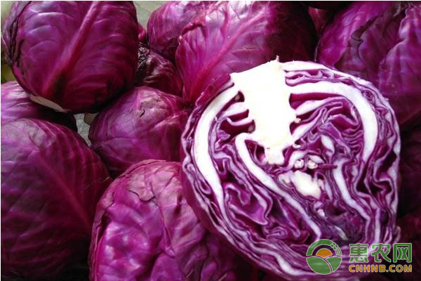 紫甘蓝种植的5个重点！-图片版权归惠农网所有