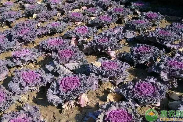 紫甘蓝种植的5个重点！-图片版权归惠农网所有