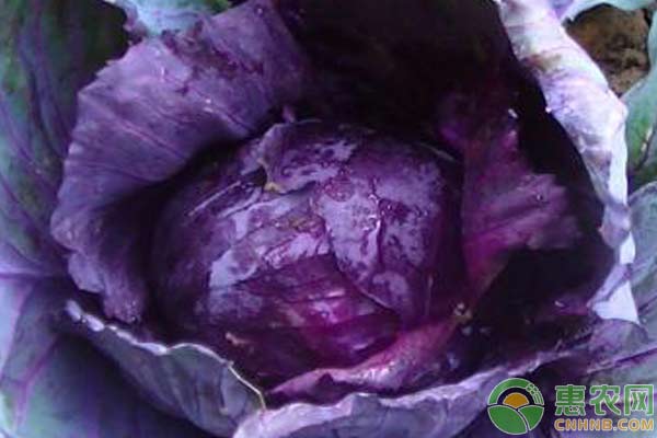 紫甘蓝种植的5个重点！-图片版权归惠农网所有