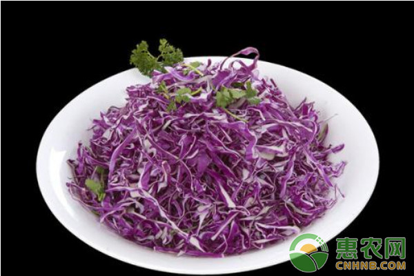 紫甘蓝高产栽培技术及病虫害防治-图片版权归惠农网所有
