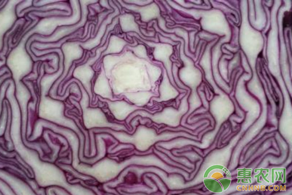 紫甘蓝高产栽培技术及病虫害防治-图片版权归惠农网所有
