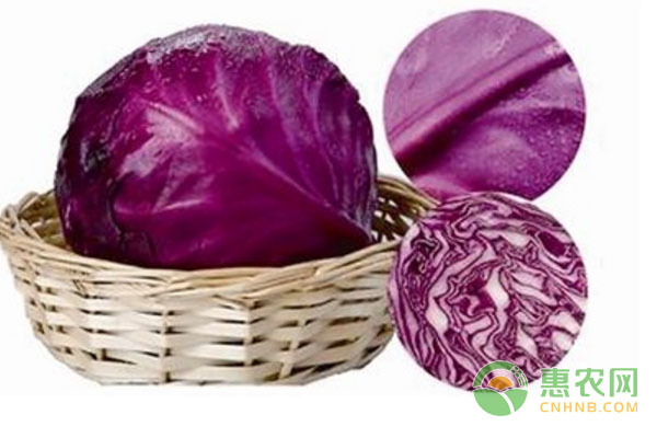 种植紫甘蓝，这些栽培技术农户有必要知道-图片版权归惠农网所有