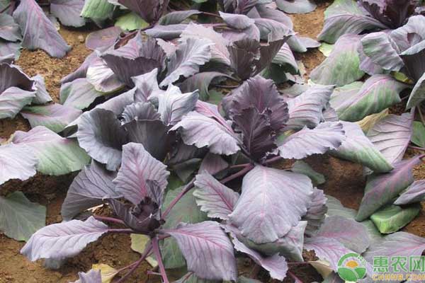 紫甘蓝秋季露地栽培技术要点-图片版权归惠农网所有