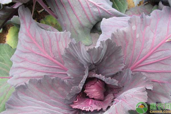 紫甘蓝秋季露地栽培技术要点-图片版权归惠农网所有