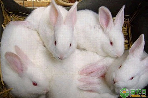 獭兔饲养管理技术以及常见病害预防措施介绍-图片版权归惠农网所有