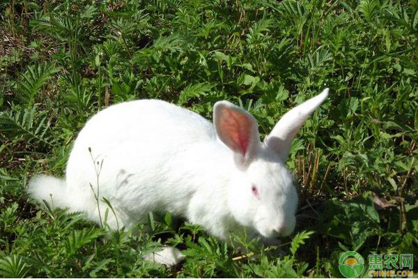 獭兔饲养管理技术以及常见病害预防措施介绍-图片版权归惠农网所有